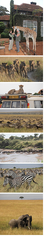 Collage of photos of African wildlife