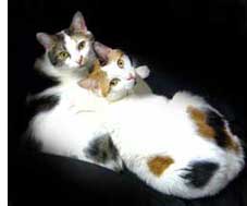 Sugar and Spice